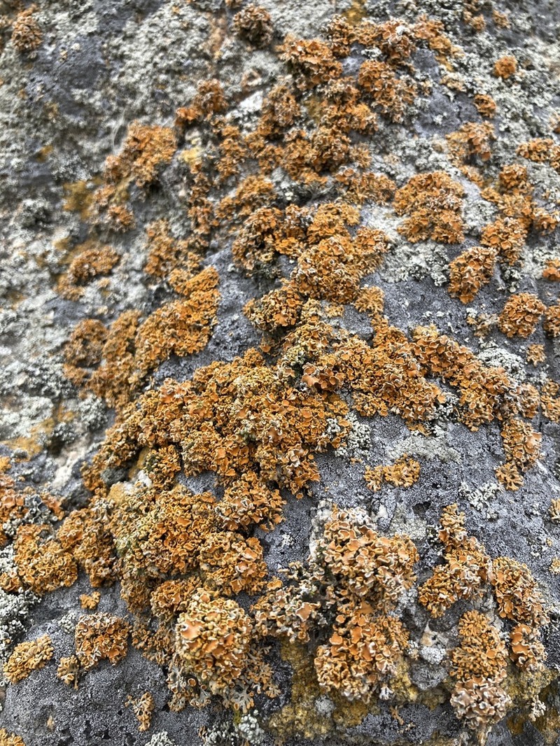 Edrudia Lichen photo 7