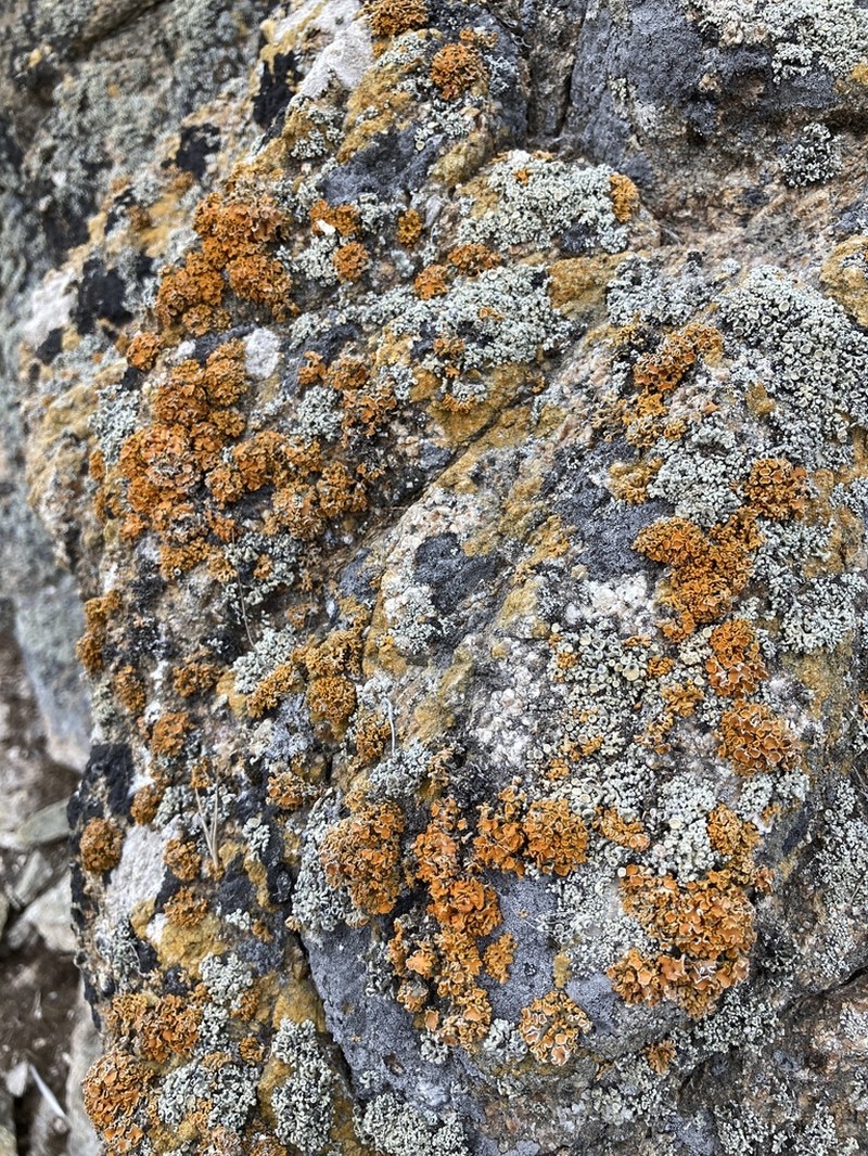 Edrudia Lichen photo 8