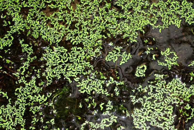 Brazilian Waterweed photo 2