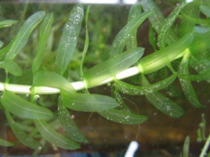 Brazilian Waterweed photo 3