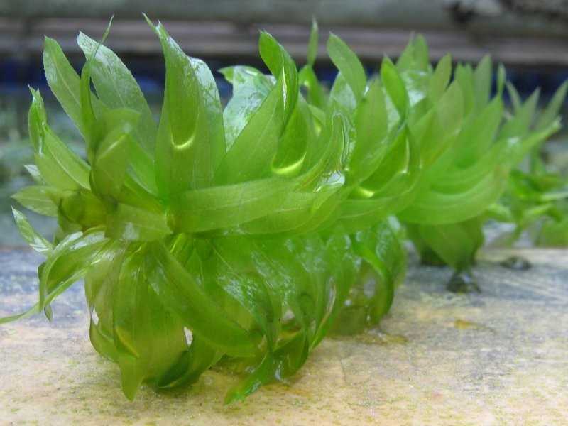 Brazilian Waterweed photo 5