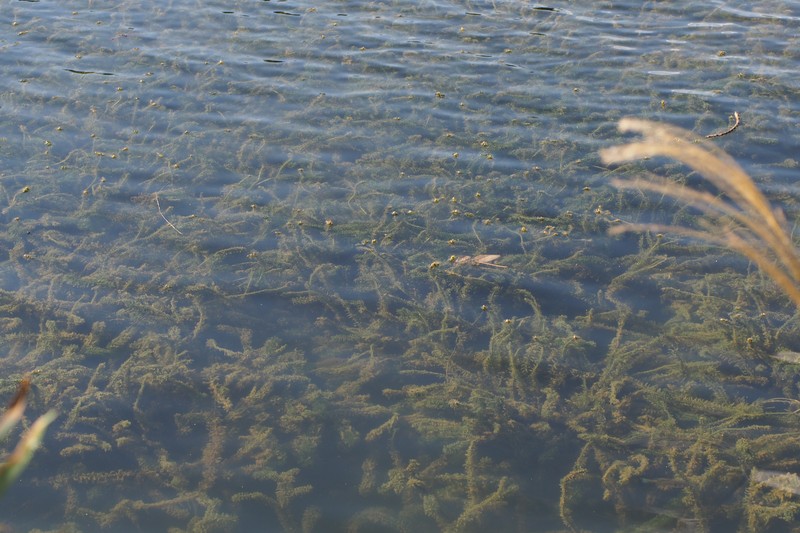 Brazilian Waterweed photo 6