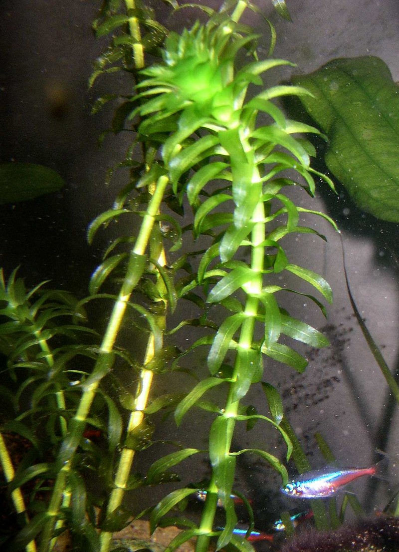 Brazilian Waterweed photo 4