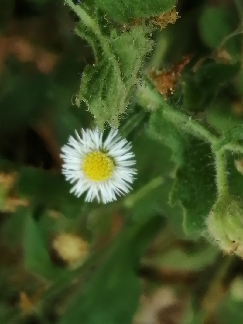 Egletes liebmannii photo 5