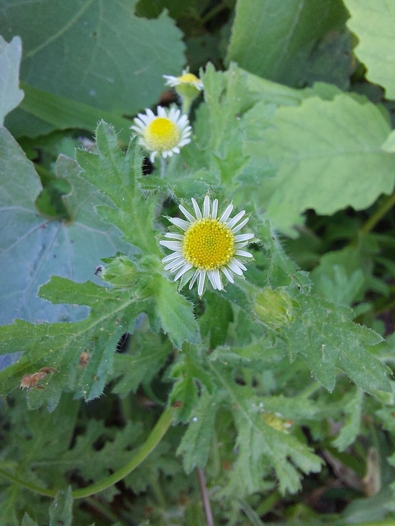 Erect Tropical Daisy