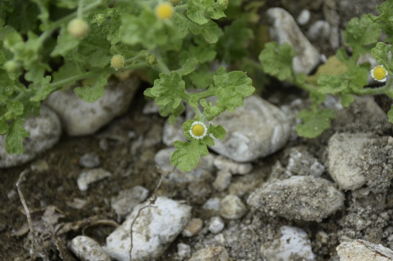 Erect Tropical Daisy