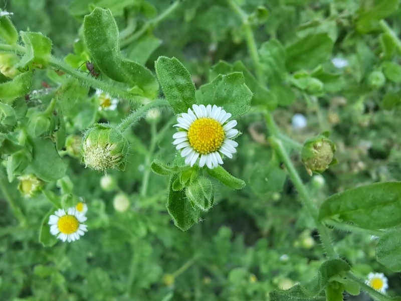 Erect Tropical Daisy photo 2