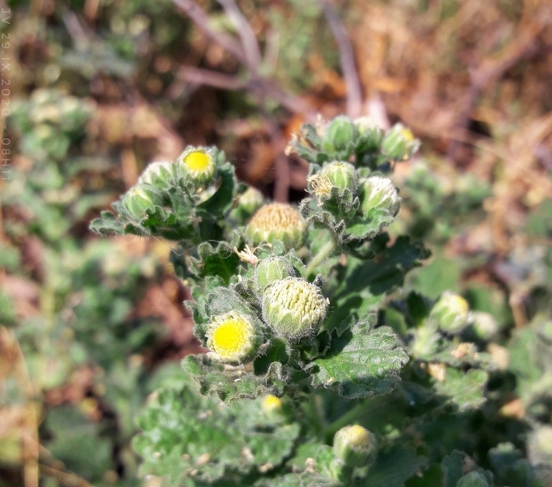 Erect Tropical Daisy photo 4