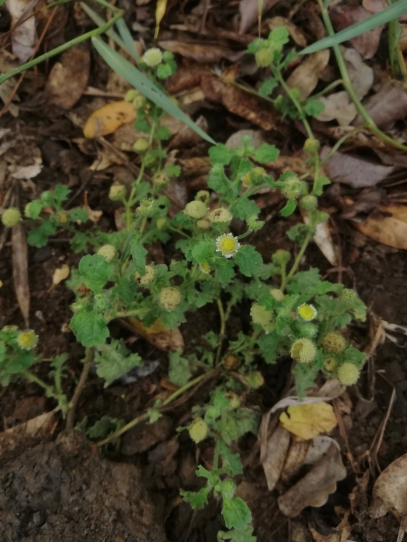 Erect Tropical Daisy photo 5