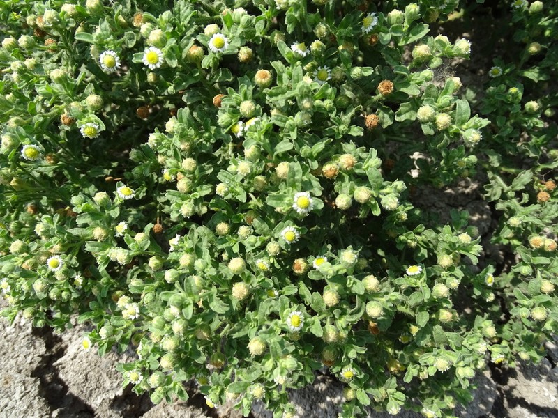 Erect Tropical Daisy photo 7