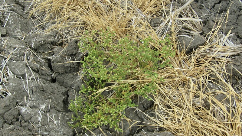 Erect Tropical Daisy photo 8
