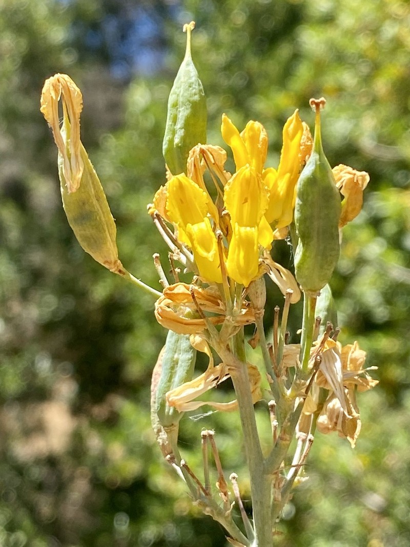 Golden Eardrops photo 4