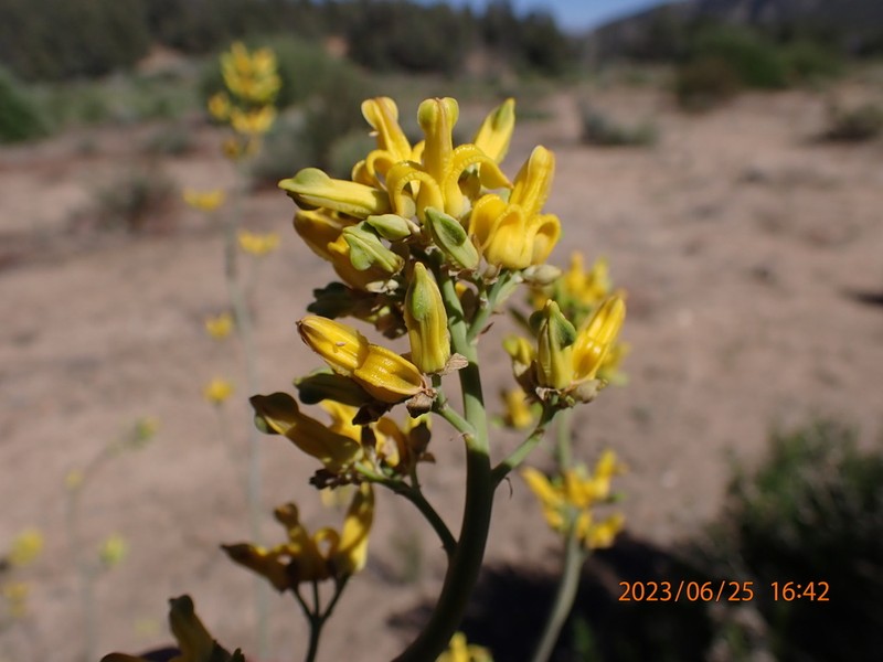 Golden Eardrops photo 5