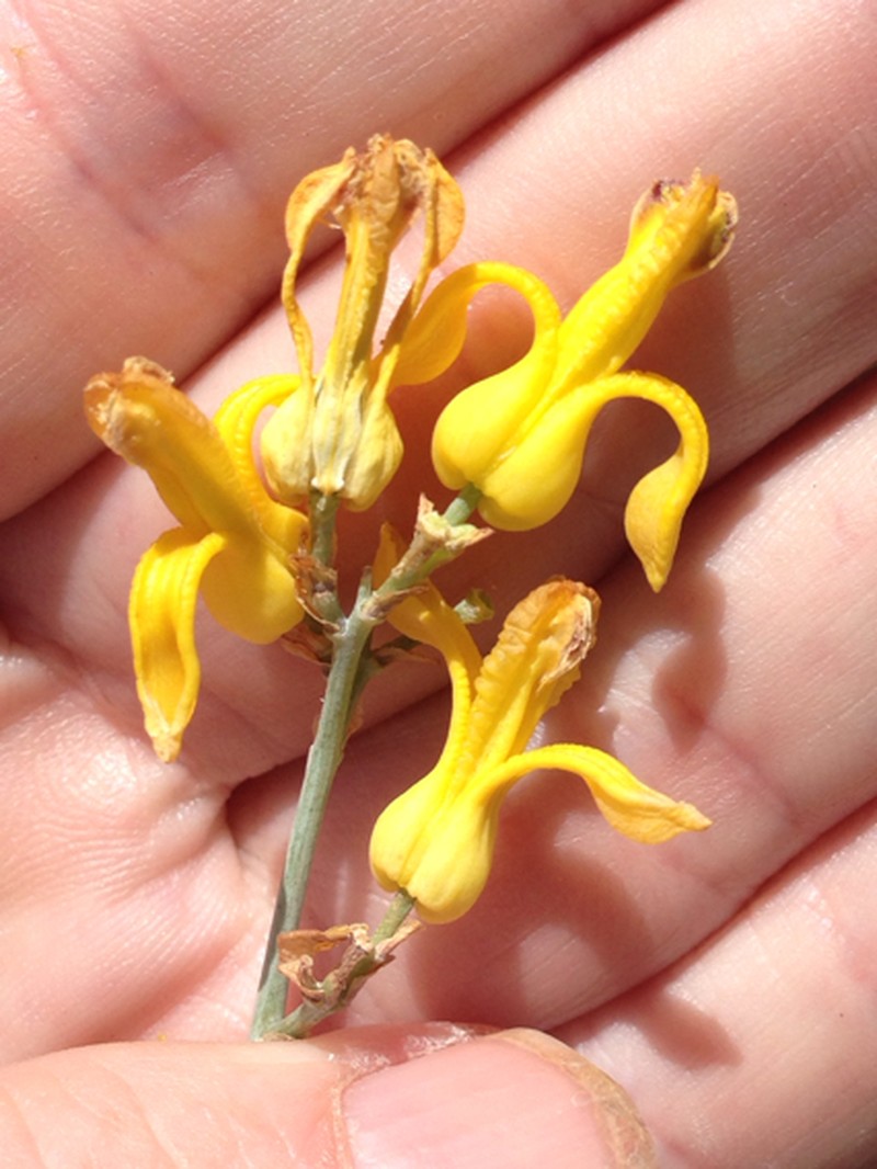 Golden Eardrops photo 8