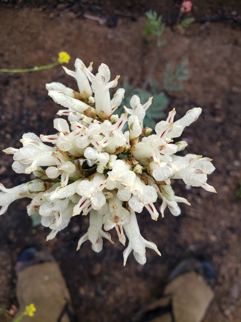Yellow Bleeding Heart photo 3