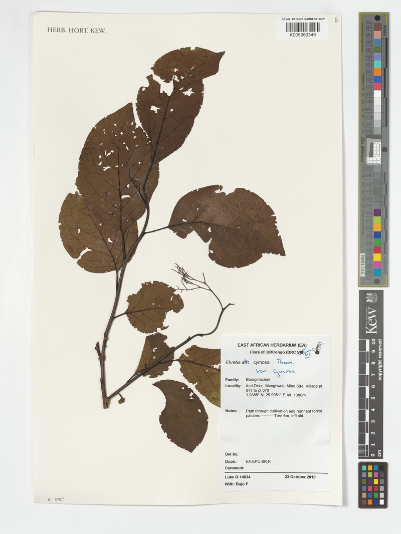 Ehretia cymosa var. cymosa