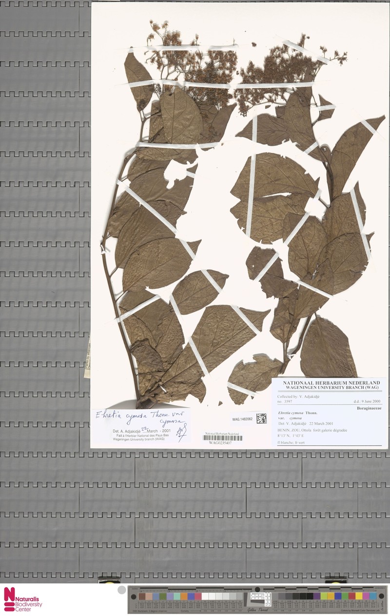 Ehretia cymosa var. cymosa photo 2