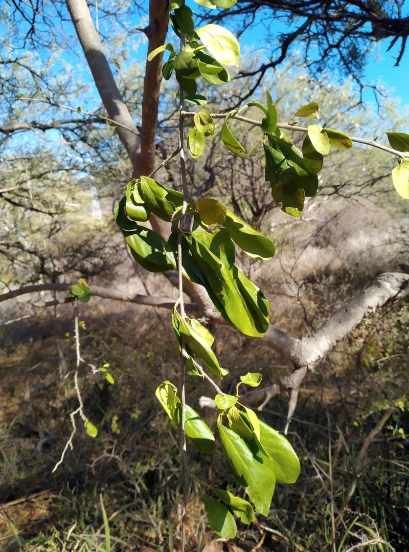 Ehretia matthewii photo 2