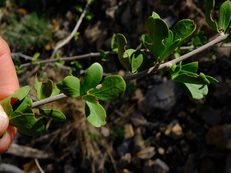 Ehretia namibiensis subsp. namibiensis