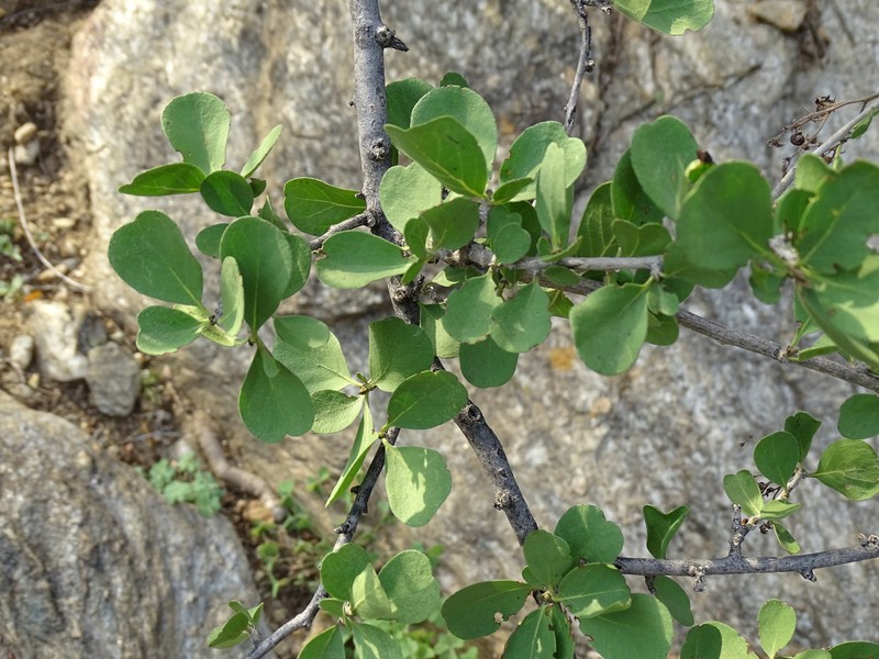 Ehretia namibiensis subsp. namibiensis photo 2