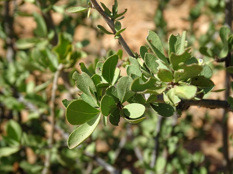 Ehretia namibiensis subsp. namibiensis photo 3