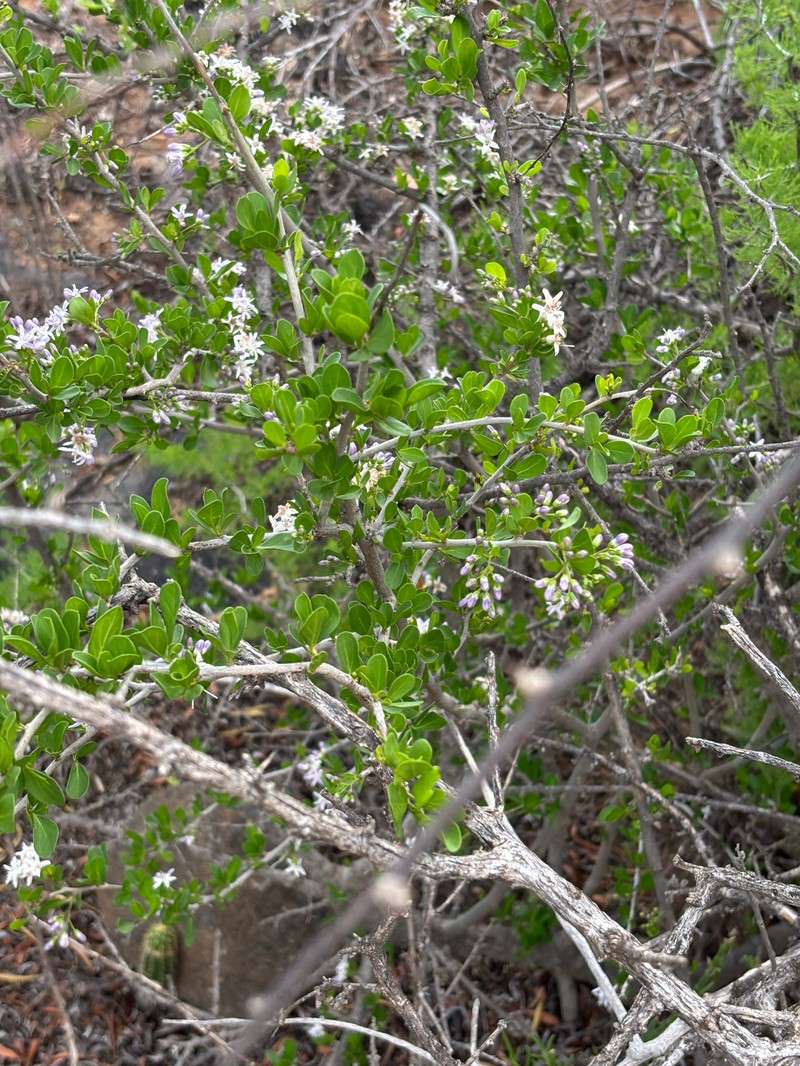Ehretia rigida subsp. rigida