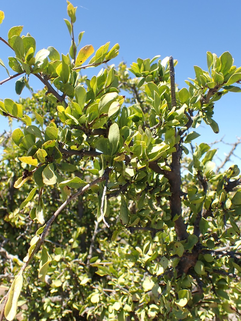 Ehretia rigida subsp. rigida photo 2