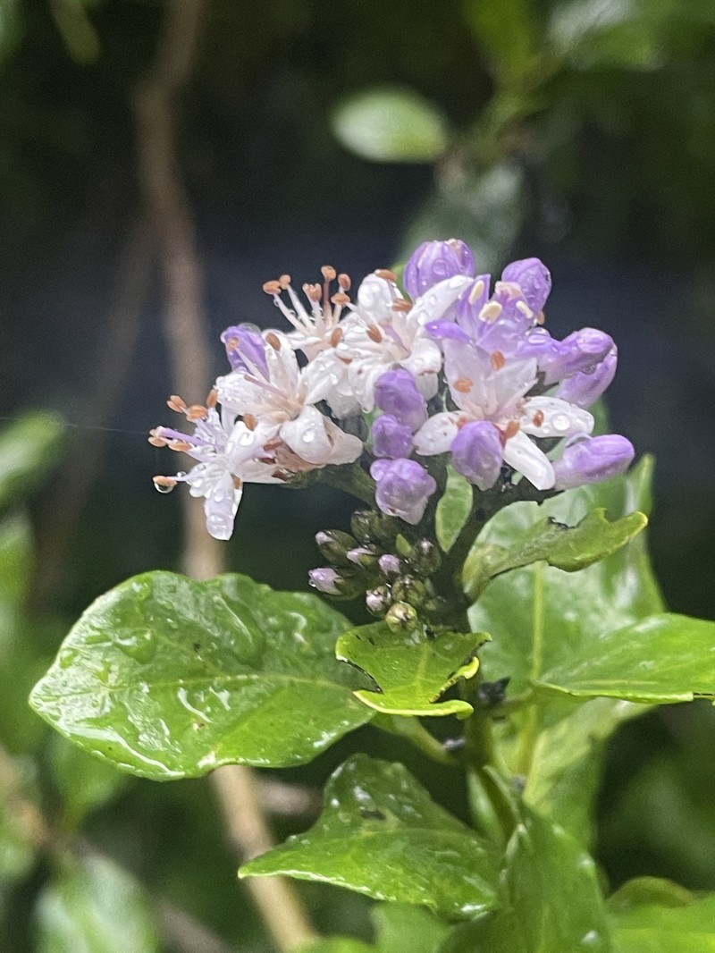 Ehretia rigida subsp. rigida photo 3