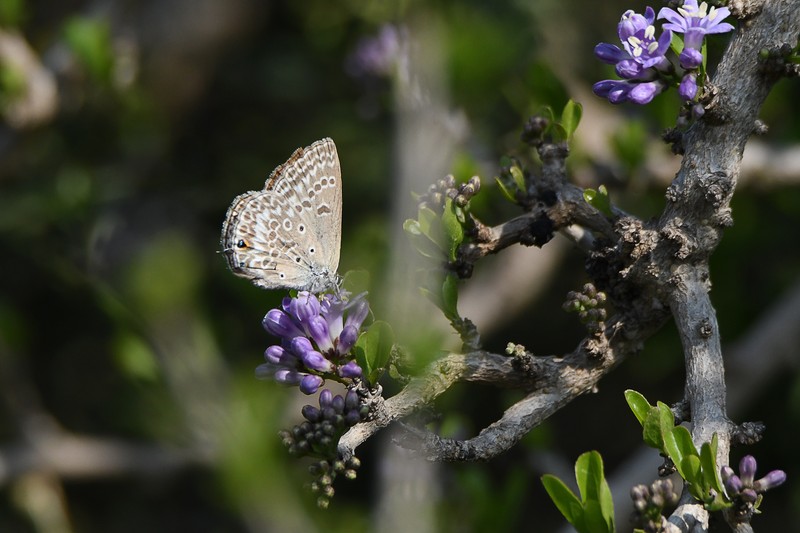 Ehretia rigida subsp. rigida photo 4