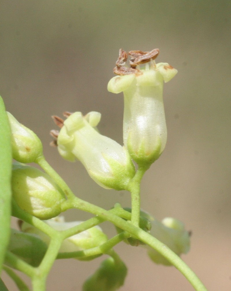 Ehretia saligna var. saligna