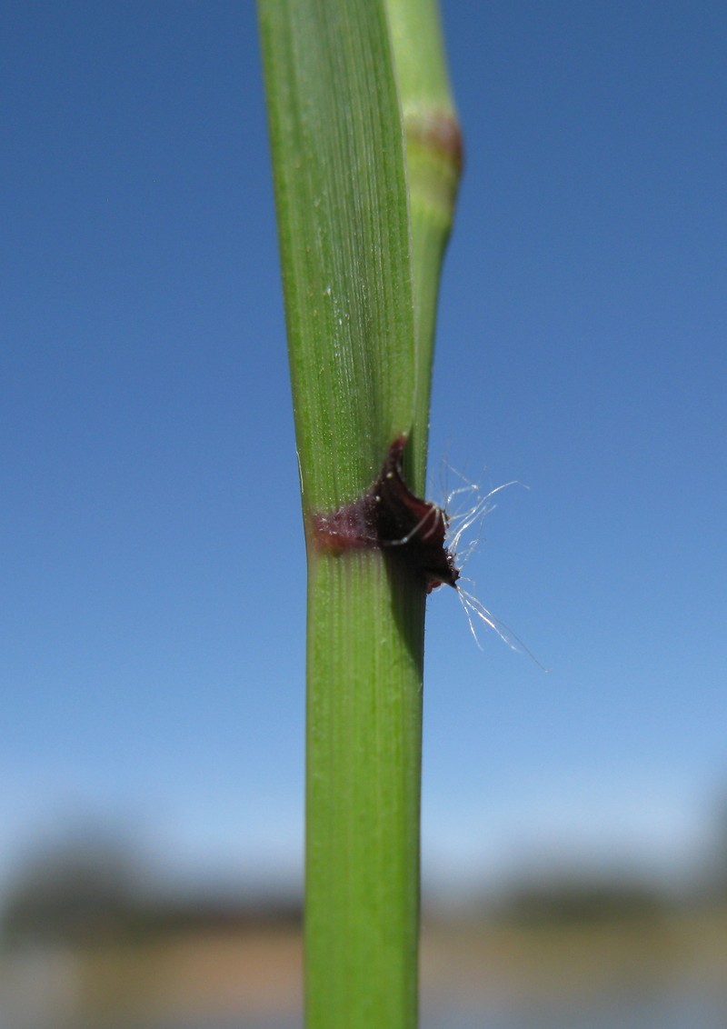 Perennial Veldtgrass photo 5