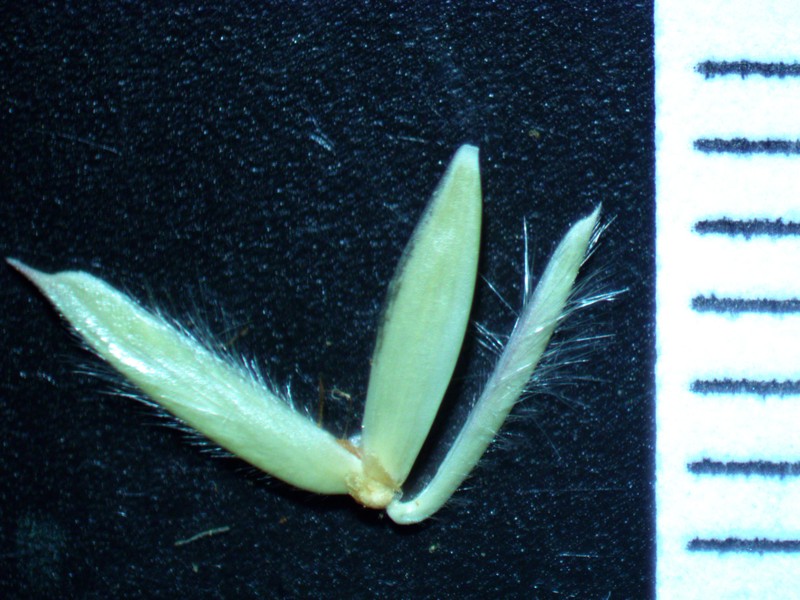 Perennial Veldtgrass photo 6