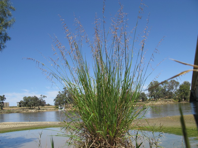 Perennial Veldtgrass photo 2