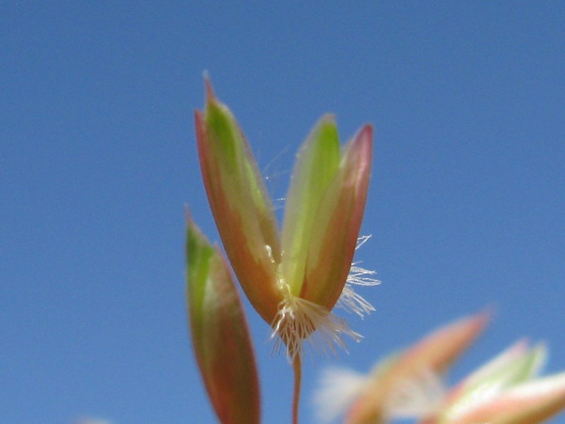 Perennial Veldtgrass photo 3