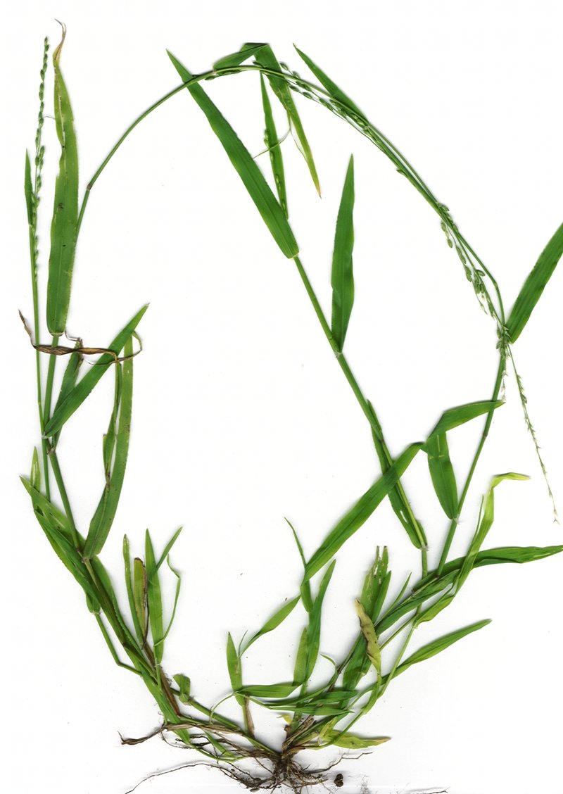 Perennial Veldtgrass photo 7