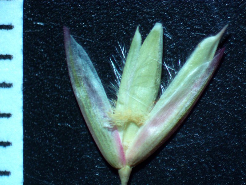 Perennial Veldtgrass photo 8