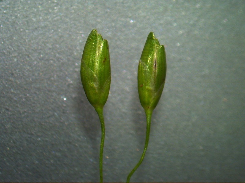 Panic Veldtgrass photo 2
