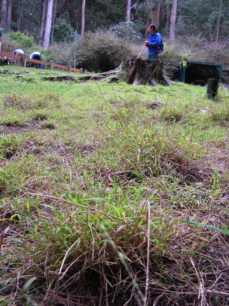 Panic Veldtgrass photo 3