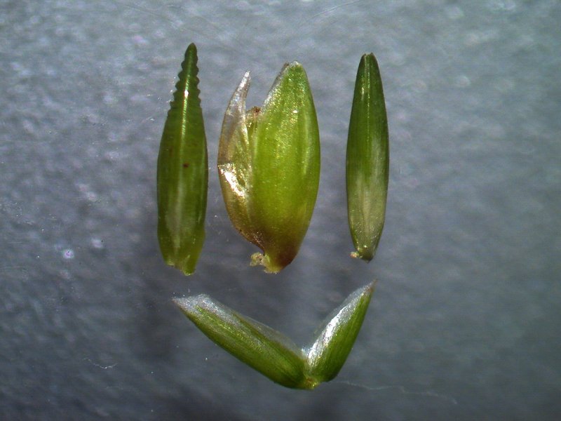 Panic Veldtgrass photo 5