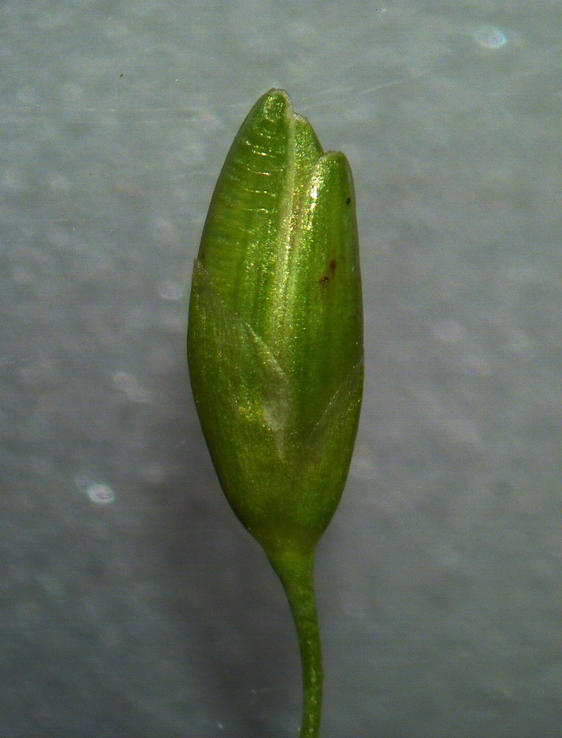Panic Veldtgrass photo 6