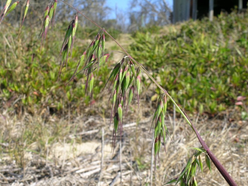 Longflowered Veldtgrass photo 4