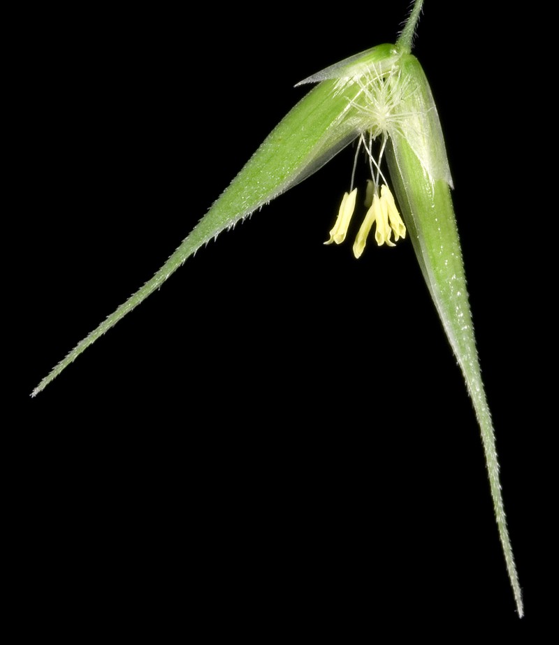 Longflowered Veldtgrass photo 2
