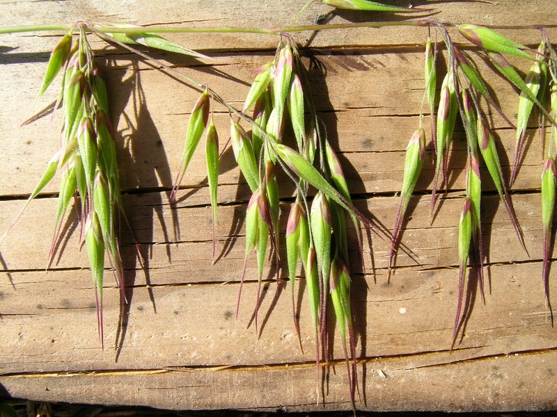 Longflowered Veldtgrass photo 3