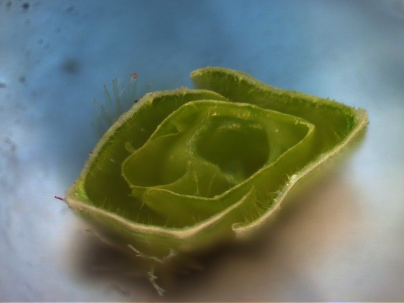 Longflowered Veldtgrass photo 5