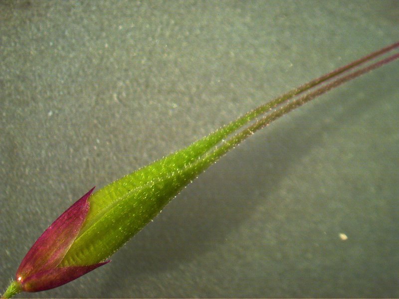 Longflowered Veldtgrass photo 7