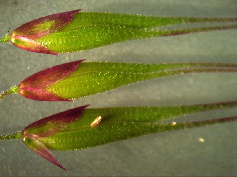 Longflowered Veldtgrass photo 8