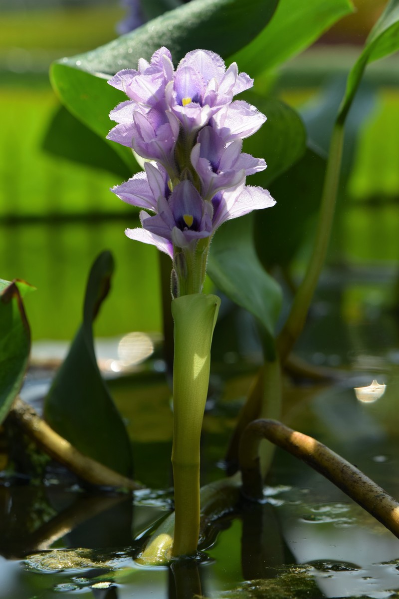 Anchored Water Hyacinth photo 2