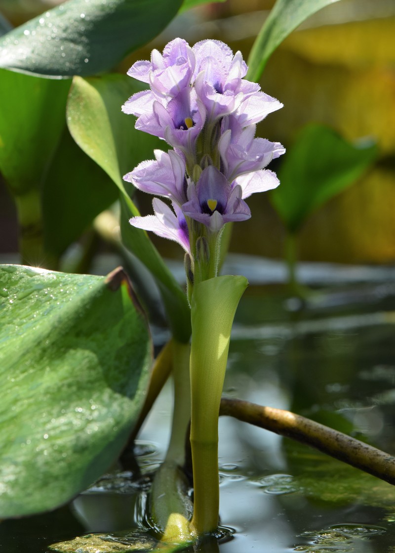 Anchored Water Hyacinth photo 3