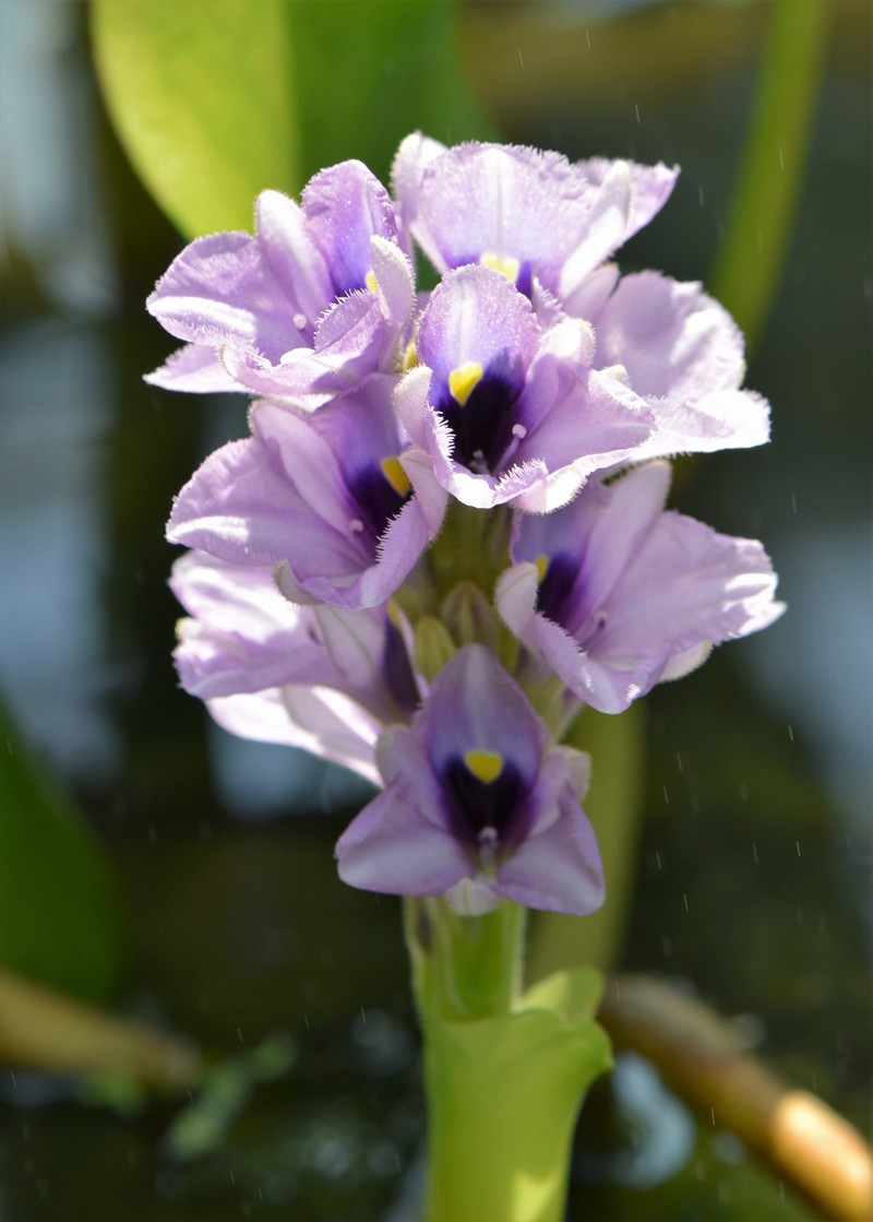 Anchored Water Hyacinth photo 4