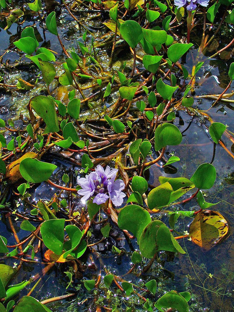 Anchored Water Hyacinth photo 5